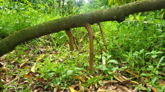 Đang nắng gắt thì bỗng mưa lớn, loại cây tiền tỷ rụng quả non la liệt, nhiều cây chỉ còn trơ cuống - Ảnh 7.