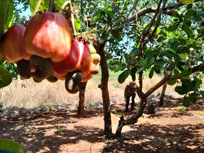 Lần đầu tiên sản phẩm điều của Bình Phước được phân hạng OCOP 5 sao quốc gia - Ảnh 1.