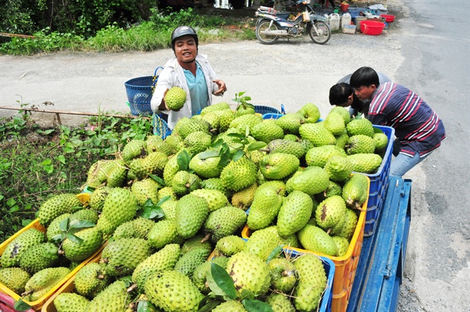 Giá mãng cầu gai tăng mạnh theo “cơn sốt” trà mãng cầu - Ảnh 1.