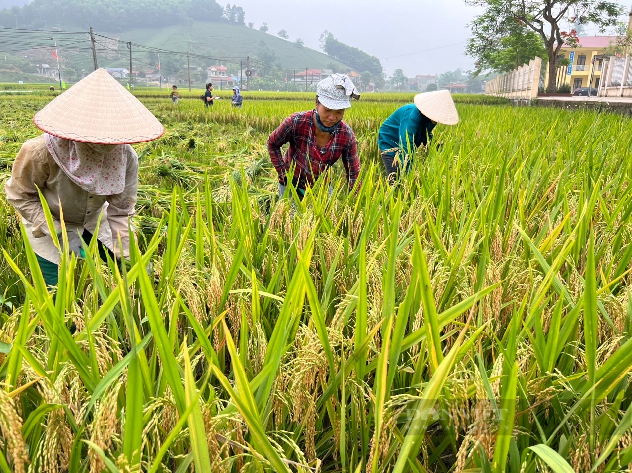 Nông dân Phú Thọ cười nói rộn ràng thu hoạch &quot;mùa vàng&quot; - Ảnh 2.