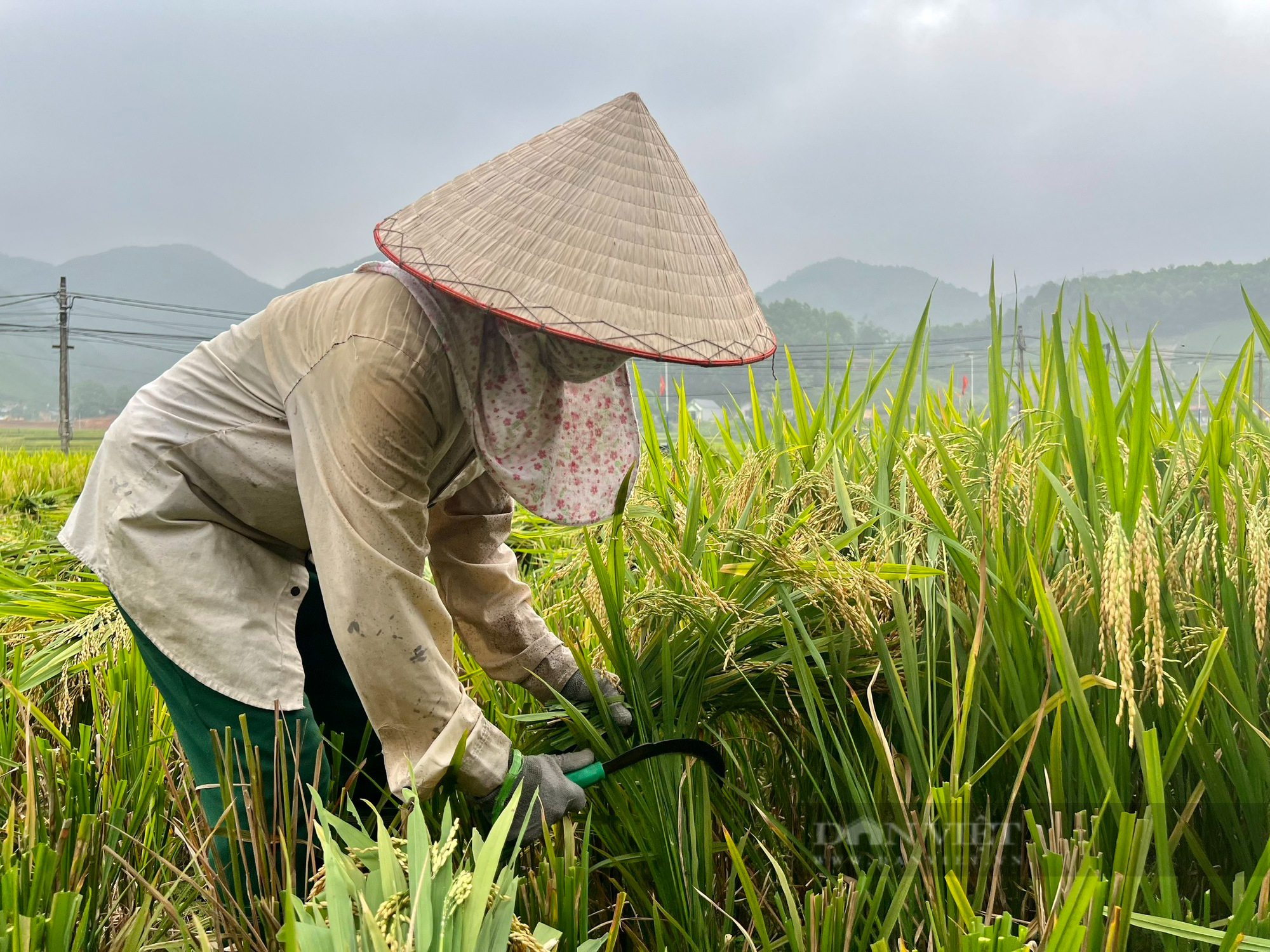 Nông dân Phú Thọ cười nói rộn ràng thu hoạch &quot;mùa vàng&quot; - Ảnh 4.