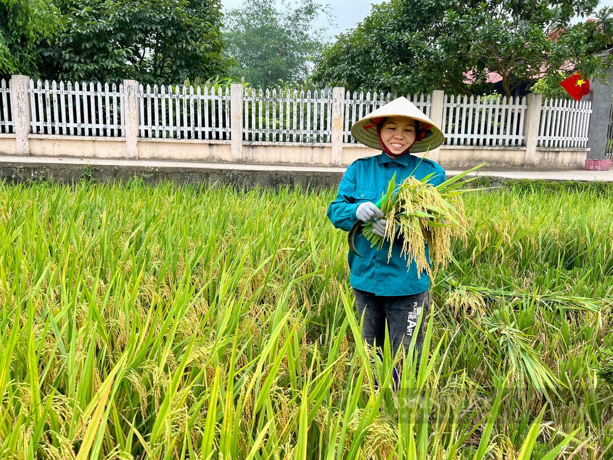 Nông dân Phú Thọ cười nói rộn ràng thu hoạch &quot;mùa vàng&quot; - Ảnh 6.