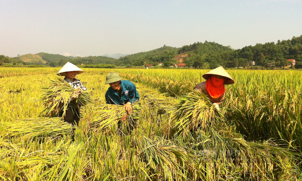 Nông dân Phú Thọ cười nói rộn ràng thu hoạch &quot;mùa vàng&quot; - Ảnh 9.