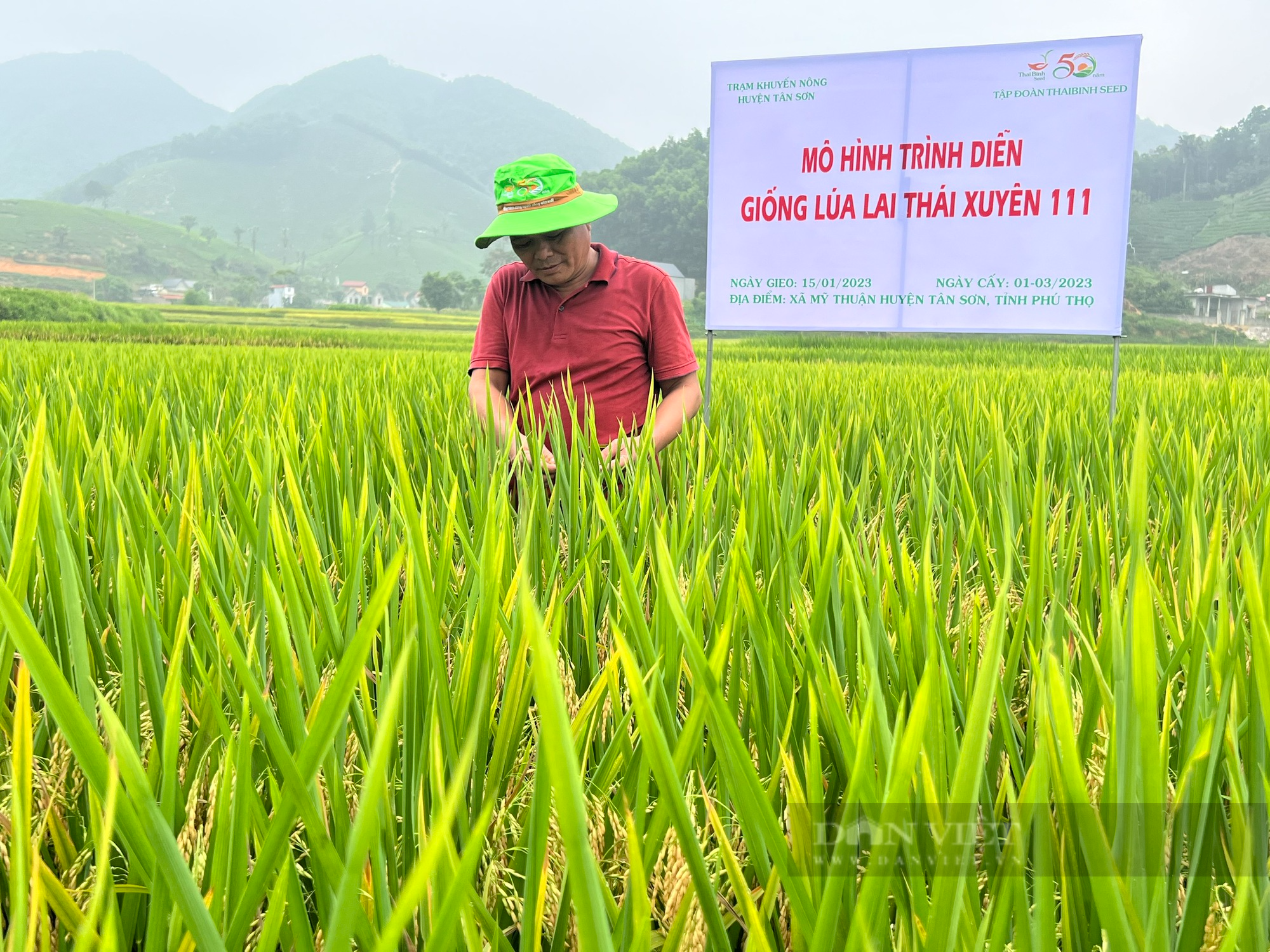 Nông dân Phú Thọ cười nói rộn ràng thu hoạch &quot;mùa vàng&quot; - Ảnh 13.