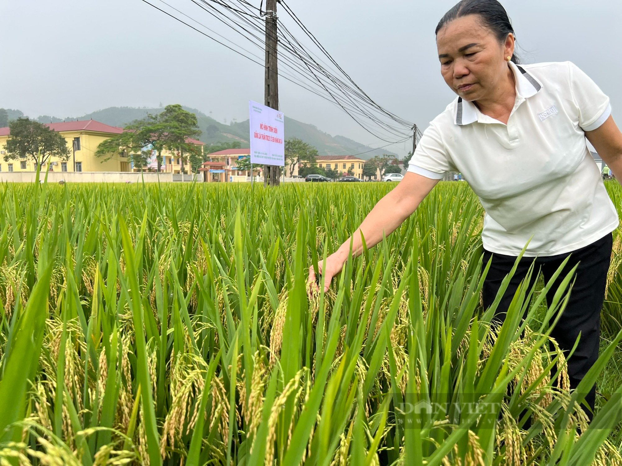 Nông dân Phú Thọ cười nói rộn ràng thu hoạch &quot;mùa vàng&quot; - Ảnh 14.