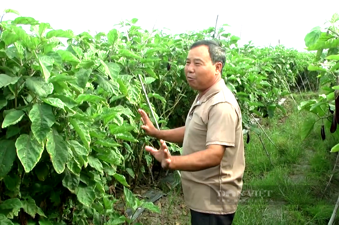 Trồng loại trái mà phụ nữ nghe tên phải đỏ mặt, ông nông dân Tây Ninh thu tiền tỷ mỗi năm  - Ảnh 1.