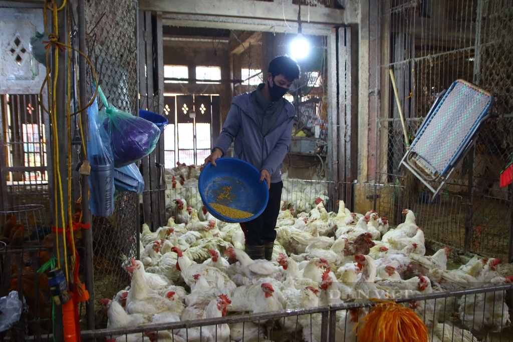Giá gia cầm hôm nay 26/5: Gà, vịt chững giá, các trại méo mặt vì hàng bán chậm - Ảnh 1.
