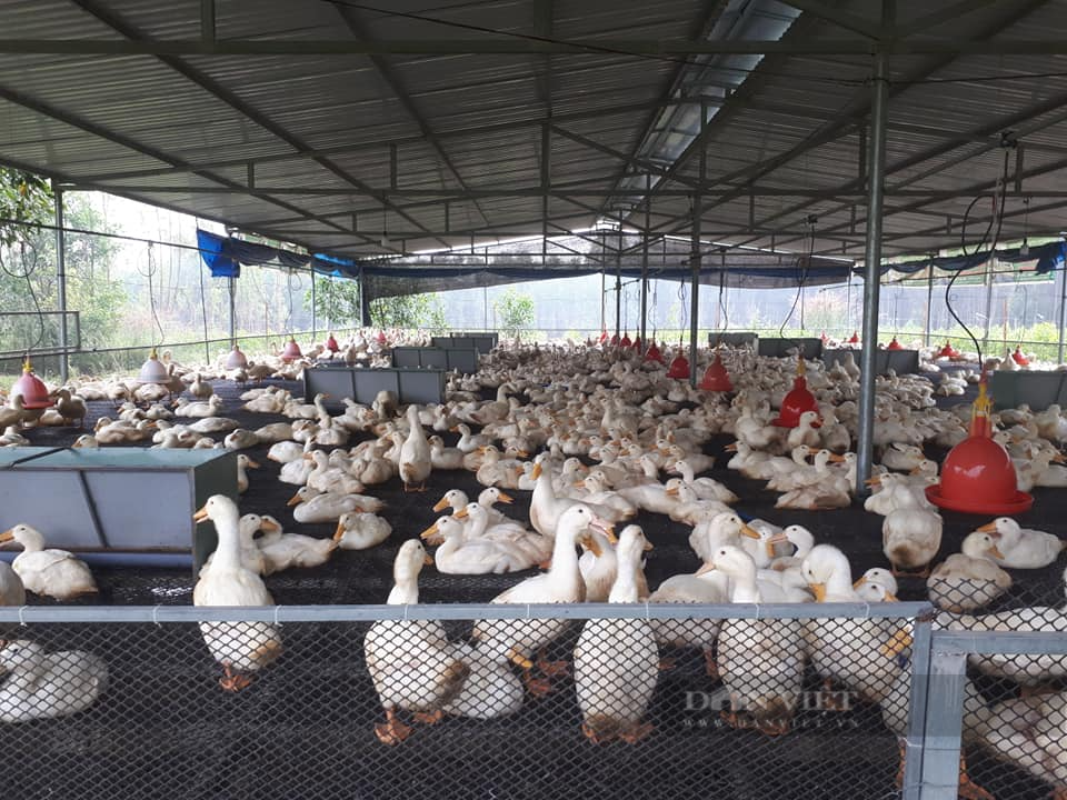Giá gia cầm hôm nay 26/5: Gà, vịt chững giá, các trại méo mặt vì hàng bán chậm - Ảnh 3.