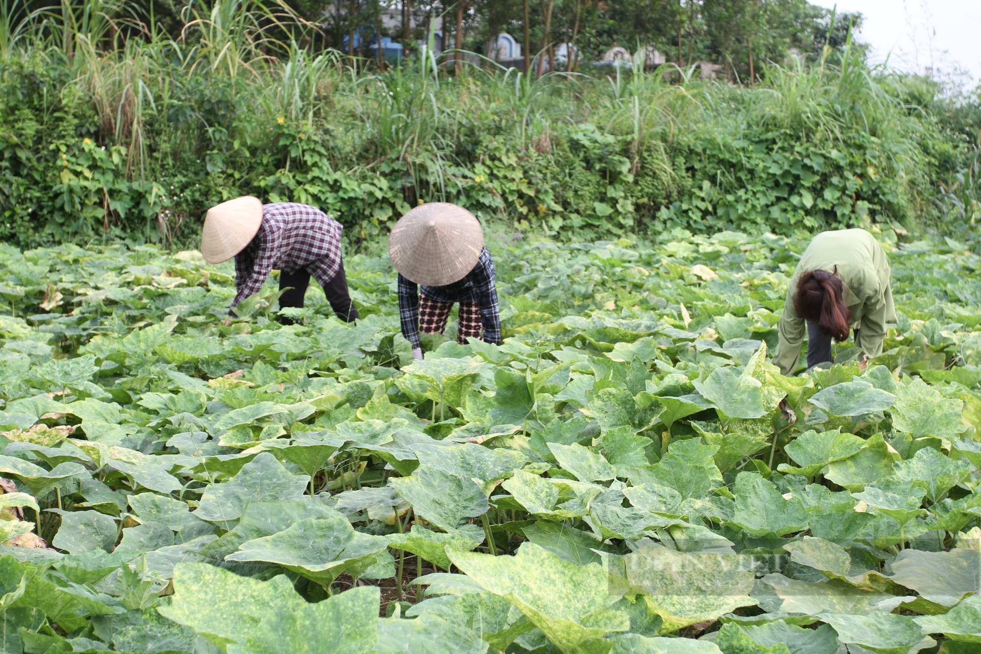 Loại bí có tên gọi mỹ miều, được bà con Thái Nguyên trồng nhiều cho lợi nhuận 8 triệu đồng/sào/vụ  - Ảnh 4.
