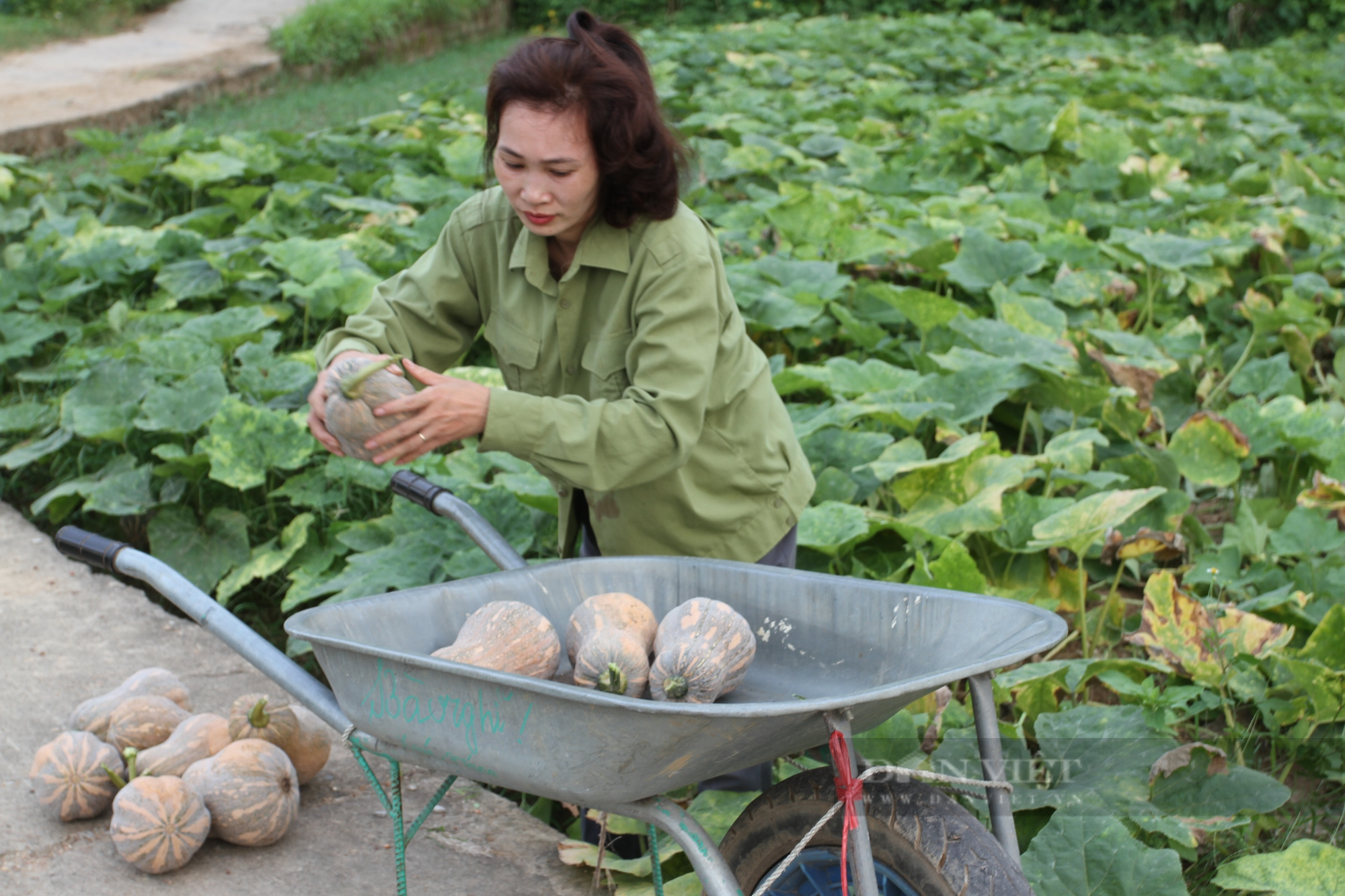 Loại bí có tên gọi mỹ miều, được bà con Thái Nguyên trồng nhiều cho lợi nhuận 8 triệu đồng/sào/vụ  - Ảnh 5.