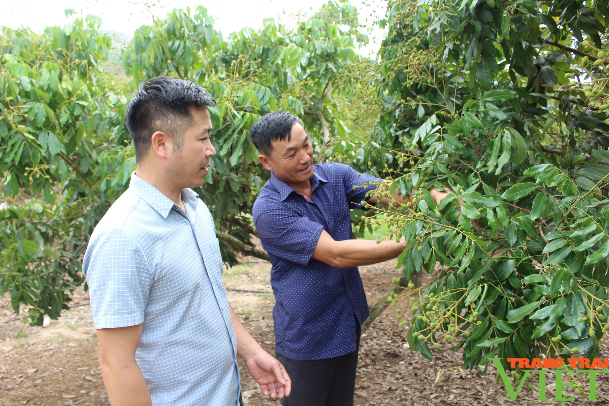 Nông dân vùng biên Sơn La tích cực phát triển kinh tế - Ảnh 2.