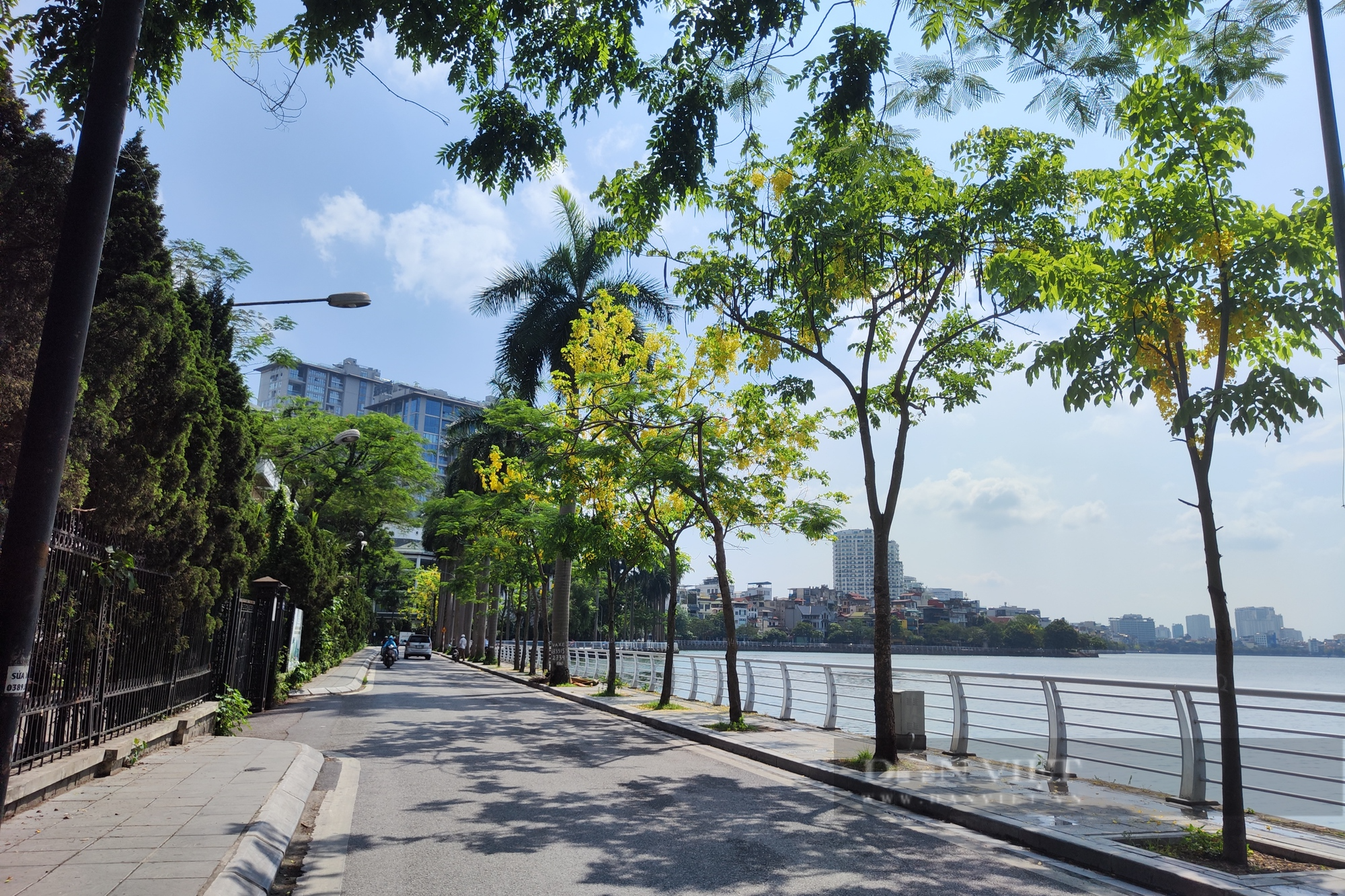 Hoa muồng hoàng yến &quot;nhuộm&quot; vàng những cung đường ở hồ Tây - Ảnh 1.