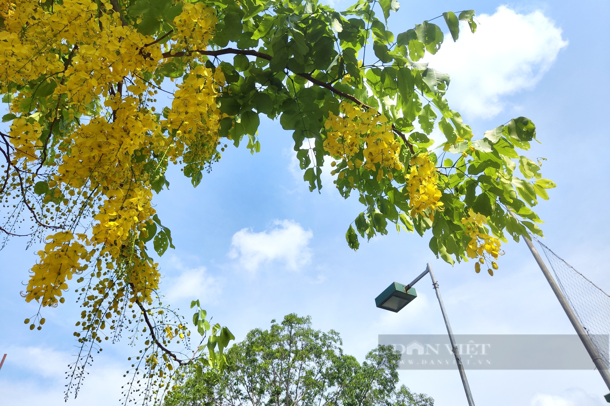 Hoa muồng hoàng yến &quot;nhuộm&quot; vàng những cung đường ở hồ Tây - Ảnh 3.