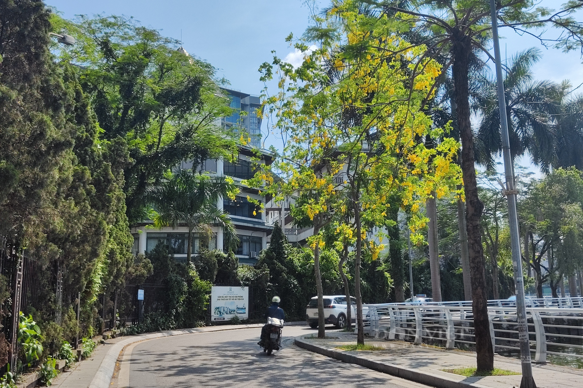 Hoa muồng hoàng yến &quot;nhuộm&quot; vàng những cung đường ở hồ Tây - Ảnh 9.