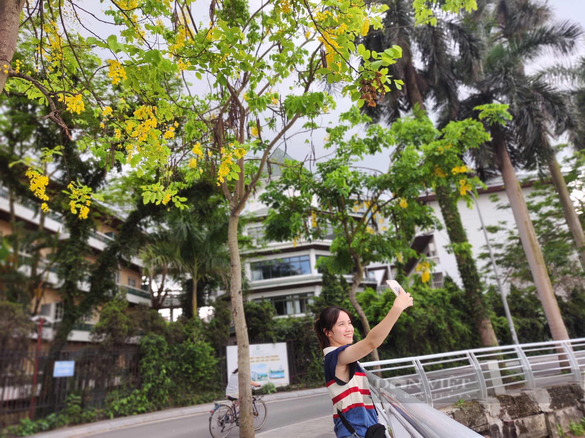 Hoa muồng hoàng yến &quot;nhuộm&quot; vàng những cung đường ở hồ Tây - Ảnh 11.