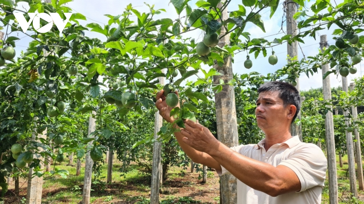 Chanh dây rớt giá - Ảnh 1.