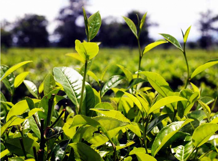 Xuất khẩu chè "lao dốc" ở hầu hết các thị trường chính - Ảnh 1. Xuất khẩu chè "lao dốc" ở hầu hết các thị trường chính - Ảnh 1.