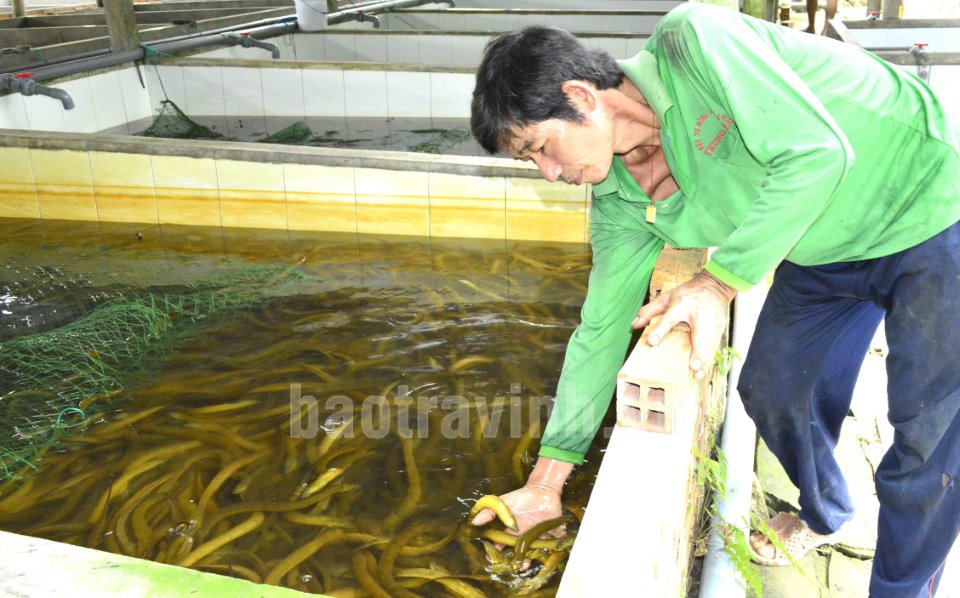 Nuôi con ăn bẩn bắt đem đi nuôi một con đặc sản dày đặc, ai đến nhà ông nông dân Trà Vinh cũng phục lăn - Ảnh 1.