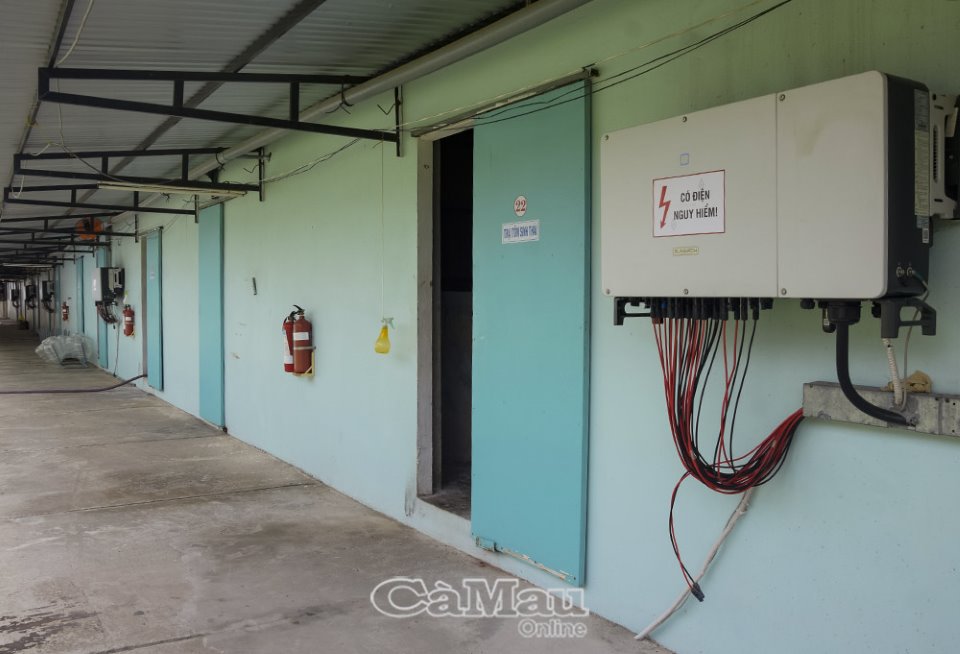 Đây là công nghệ cao đang áp dụng ở Cà Mau, tôm sú giống con nào con nấy đều khỏe - Ảnh 2.