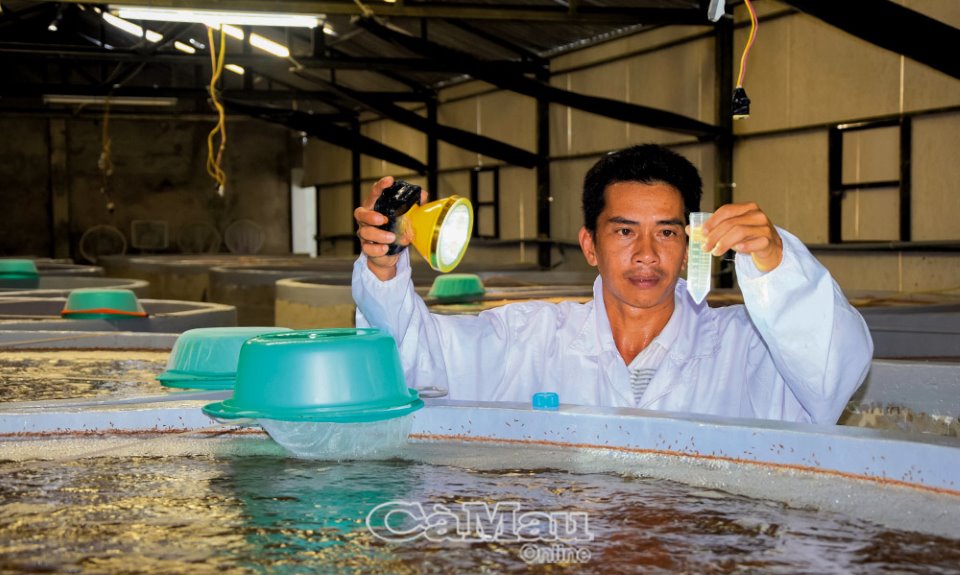 Đây là công nghệ cao đang áp dụng ở Cà Mau, tôm sú giống con nào con nấy đều khỏe - Ảnh 1.