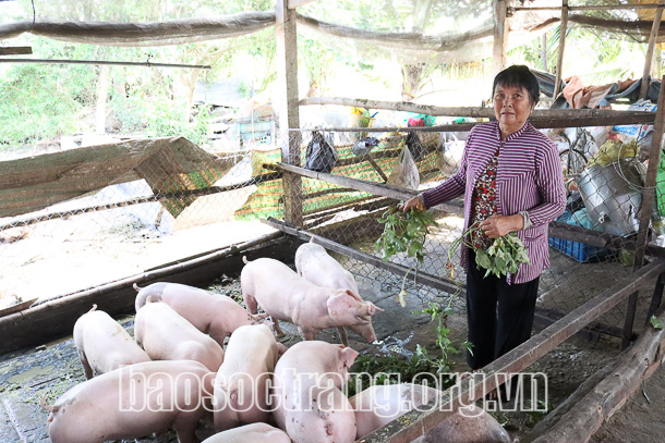 Đối phó với thua lỗ, nông dân chăn nuôi Sóc Trăng đã &quot;chế&quot; đồ ăn độn cho đàn heo theo cách này - Ảnh 1.