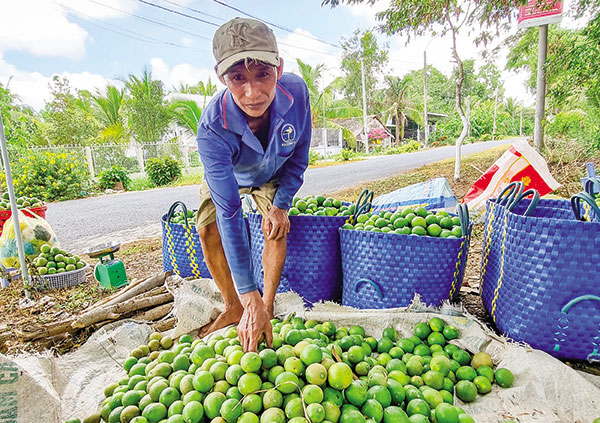 Giá phân đạm đột ngột tăng mạnh, giá dê hơi tăng 5.000 đồng/kg, giá chanh giảm nông dân vẫn có lời - Ảnh 2.