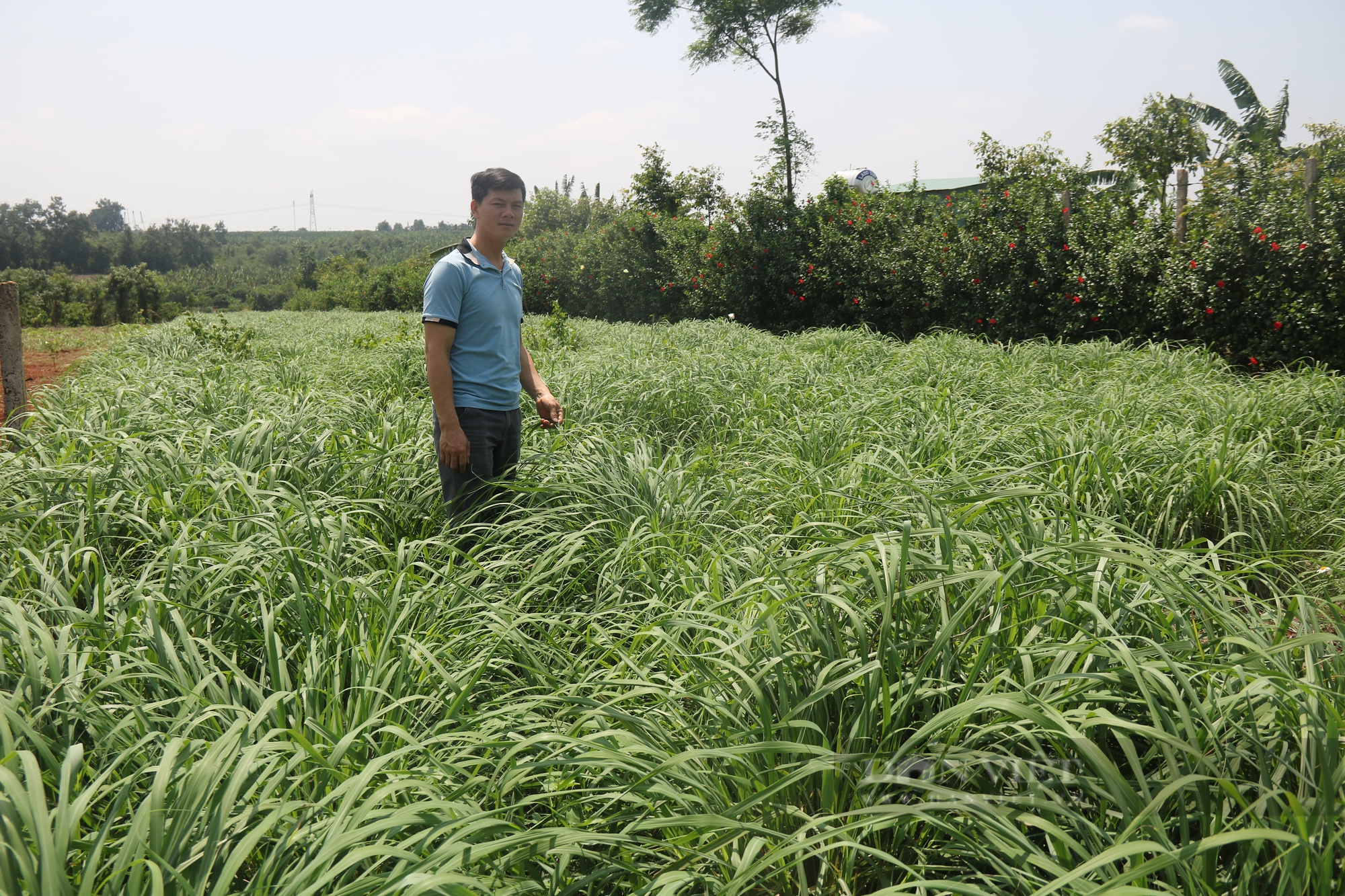 &quot;Bén duyên&quot; với công việc trồng sả lấy tinh dầu, trai 8X ở Gia Lai thu nhập ổn định mỗi năm - Ảnh 1.