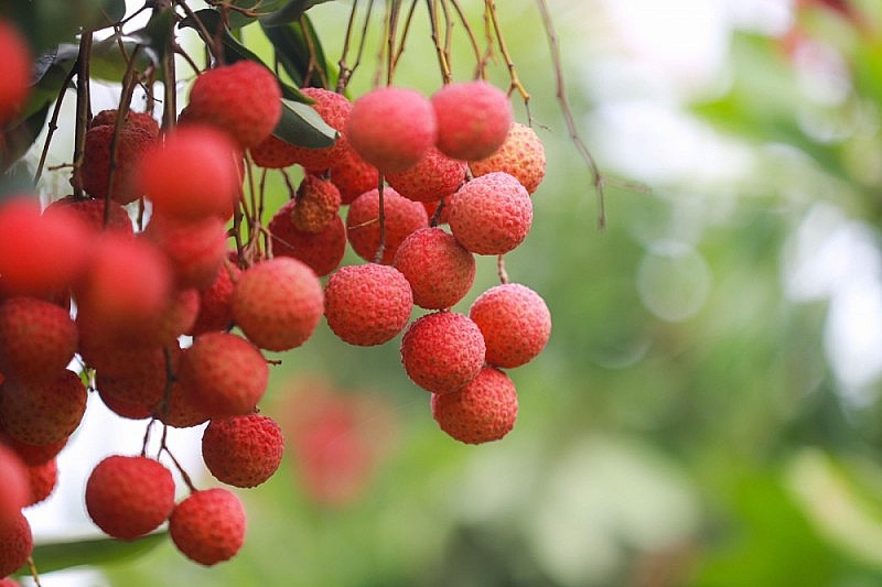 Nền tảng số là cách nông sản Việt thoát cảnh "được mùa, mất giá" - Ảnh 1. Nền tảng số là cách nông sản Việt thoát cảnh "được mùa, mất giá" - Ảnh 1.