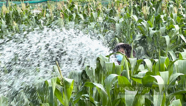 Quảng Ngãi 250 tỷ để hoá giải “cơn khát” nước ngọt cho đảo du lịch - Ảnh 1.