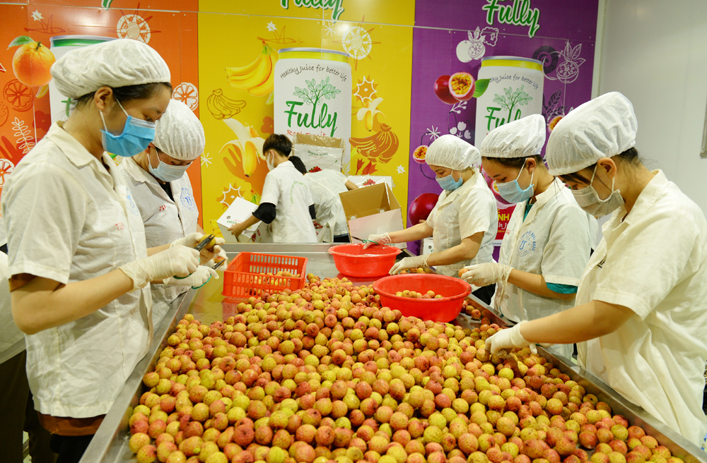 Vải thiều, mì Chũ, gạo Yên Dũng, đặc sản của tỉnh Bắc Giang được xuất ngoại, riêng vải thiều đã đến 30 nước - Ảnh 1.