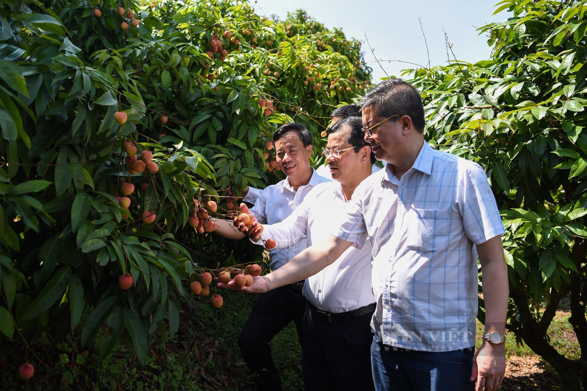 Vải thiều chín sớm Tân Yên thơm ngọt, vị thanh, nhiều doanh nghiệp đến thu mua đem đi tiêu thụ - Ảnh 2.