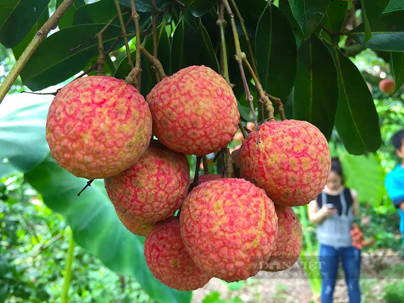 Phân luồng phương tiện chở quả vải tươi xuất khẩu qua Cửa khẩu quốc tế Kim Thành (Lào Cai)  - Ảnh 1.