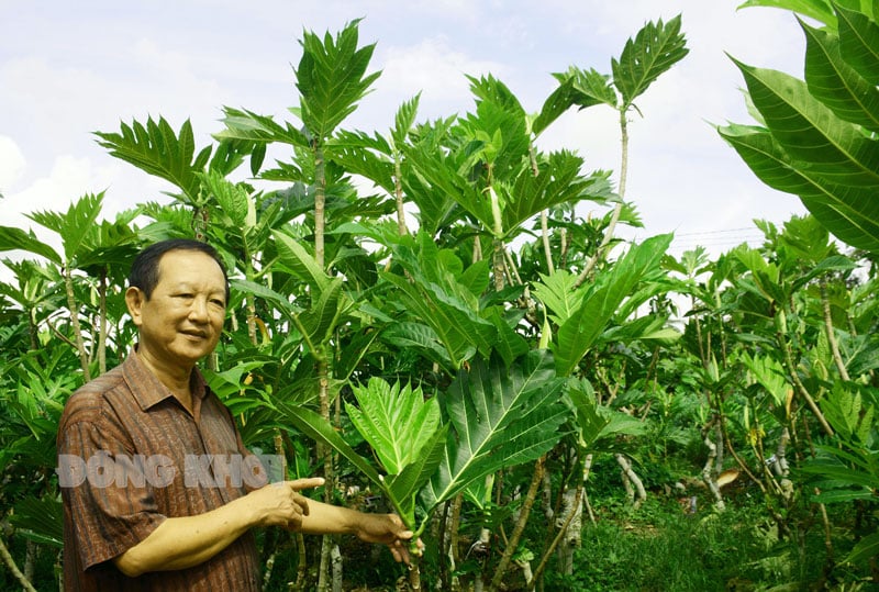 Một nông dân Bến Tre trồng ổi Nhật, trồng thứ cây ra trái như quả mít, hễ bán tiền chuyển vào tài khoản rất nhanh - Ảnh 1.
