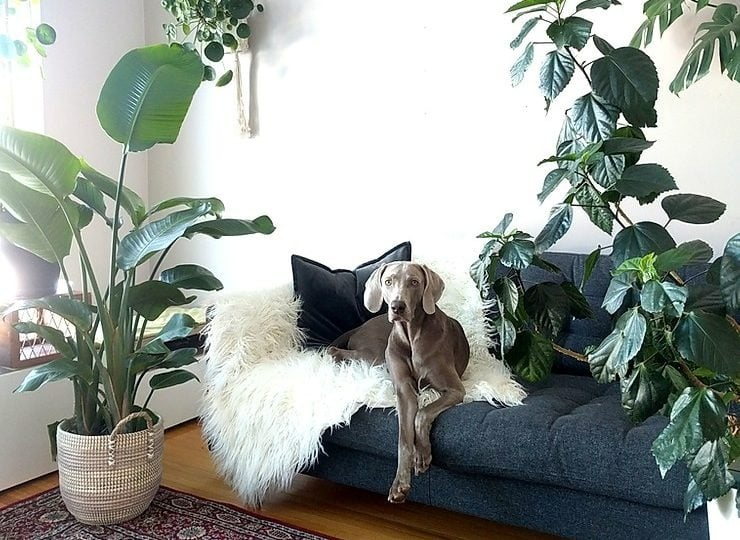 Chuyên gia phong thủy mách cách đặt cây cảnh trong nhà giúp chiêu may mắn, hút tài lộc - Ảnh 6.