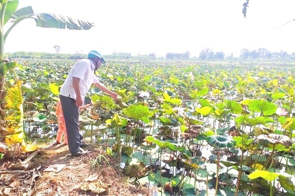 Vùng đất này ở Hậu Giang, nông dân nuôi cá trong ruộng sen, cánh đồng đã đẹp lại thu lợi kép - Ảnh 1.