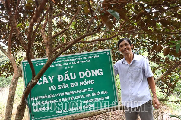 Ăn thử quả vú sữa dẻo ngọt như thạch, ông nông dân Sóc Trăng xin về trồng, giờ có vườn cây tiền tỷ  - Ảnh 1.