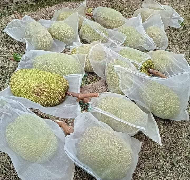 Giá mít Thái hôm nay 5/5: Trong 2 ngày giảm tới 6.000 đồng/kg, thương lái nói vựa mít lấy hàng rất khó? - Ảnh 1.