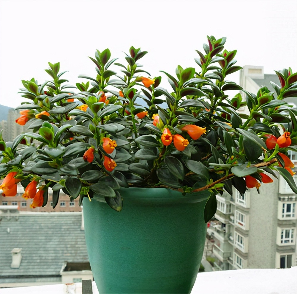 Trồng cây cảnh được... cá vàng, 4 lưu ý để &quot;đàn cá&quot; của bạn tươi vàng, rực rỡ, gia đình làm ăn dư dả - Ảnh 4.