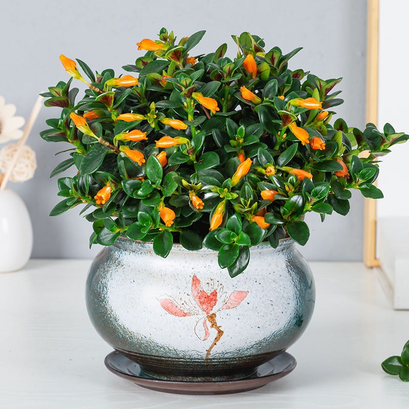Trồng cây cảnh được... cá vàng, 4 lưu ý để &quot;đàn cá&quot; của bạn tươi vàng, rực rỡ, gia đình làm ăn dư dả - Ảnh 7.