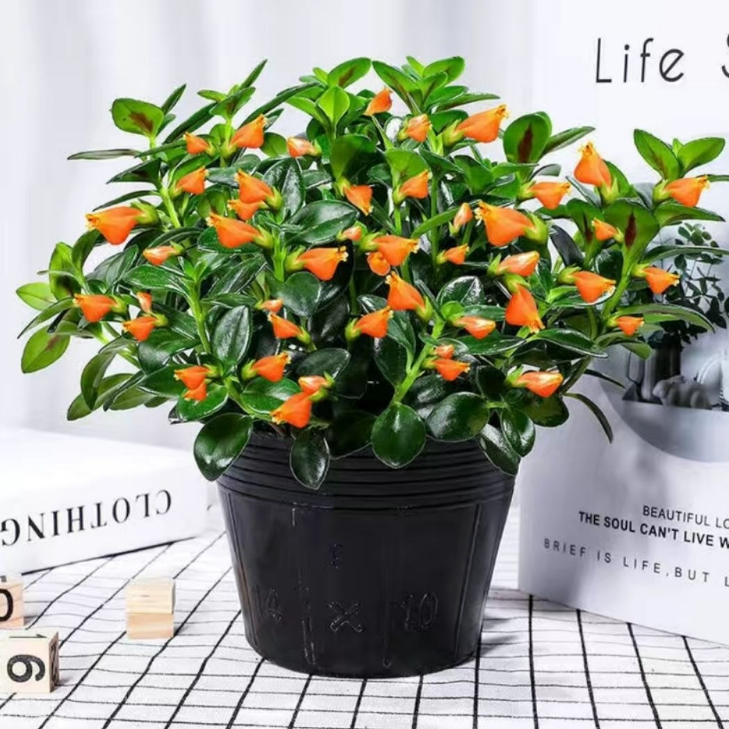 Trồng cây cảnh được... cá vàng, 4 lưu ý để &quot;đàn cá&quot; của bạn tươi vàng, rực rỡ, gia đình làm ăn dư dả - Ảnh 2.