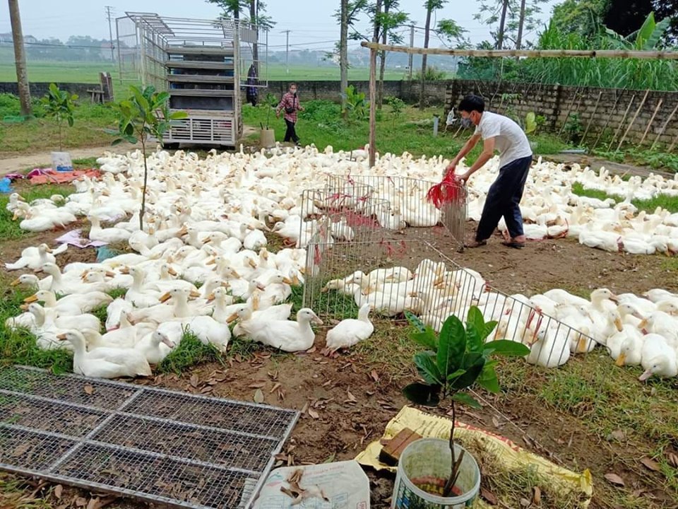 Giá gia cầm hôm nay 5/5: Giá gà trắng giảm, điểm mặt các doanh nghiệp vừa giảm giá thức ăn chăn nuôi - Ảnh 3.
