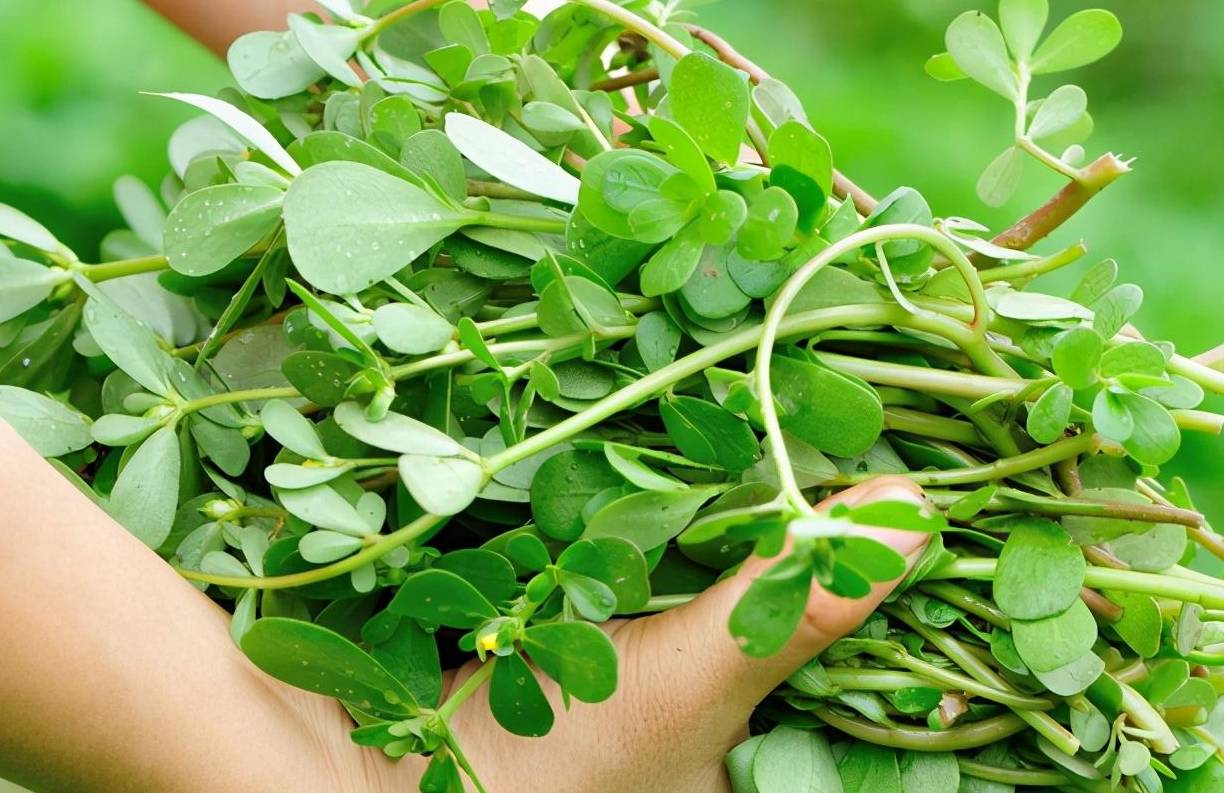 Loại rau dại mọc đầy bờ ruộng lại là &quot;vị thuốc trường thọ&quot;, vitamin dưỡng da, mùa hè ăn vừa mát vừa bổ - Ảnh 2.