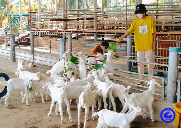 Cho thiên hạ vô vườn táo quay phim, chụp ảnh, cho dê ăn, ai ngờ nông dân Tiền Giang lại ăn nên làm ra - Ảnh 2.
