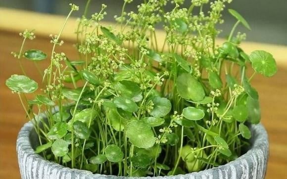 Nhà xuất hiện điều này tưởng chuyện vui, hóa ra là điềm báo tai ương - Ảnh 3.