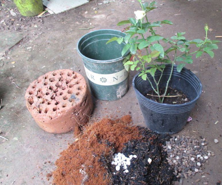 5 loại rác lặt vặt ven đường chẳng ai thèm, nhưng nhặt về trồng hoa lại là “bảo bối” - Ảnh 1.