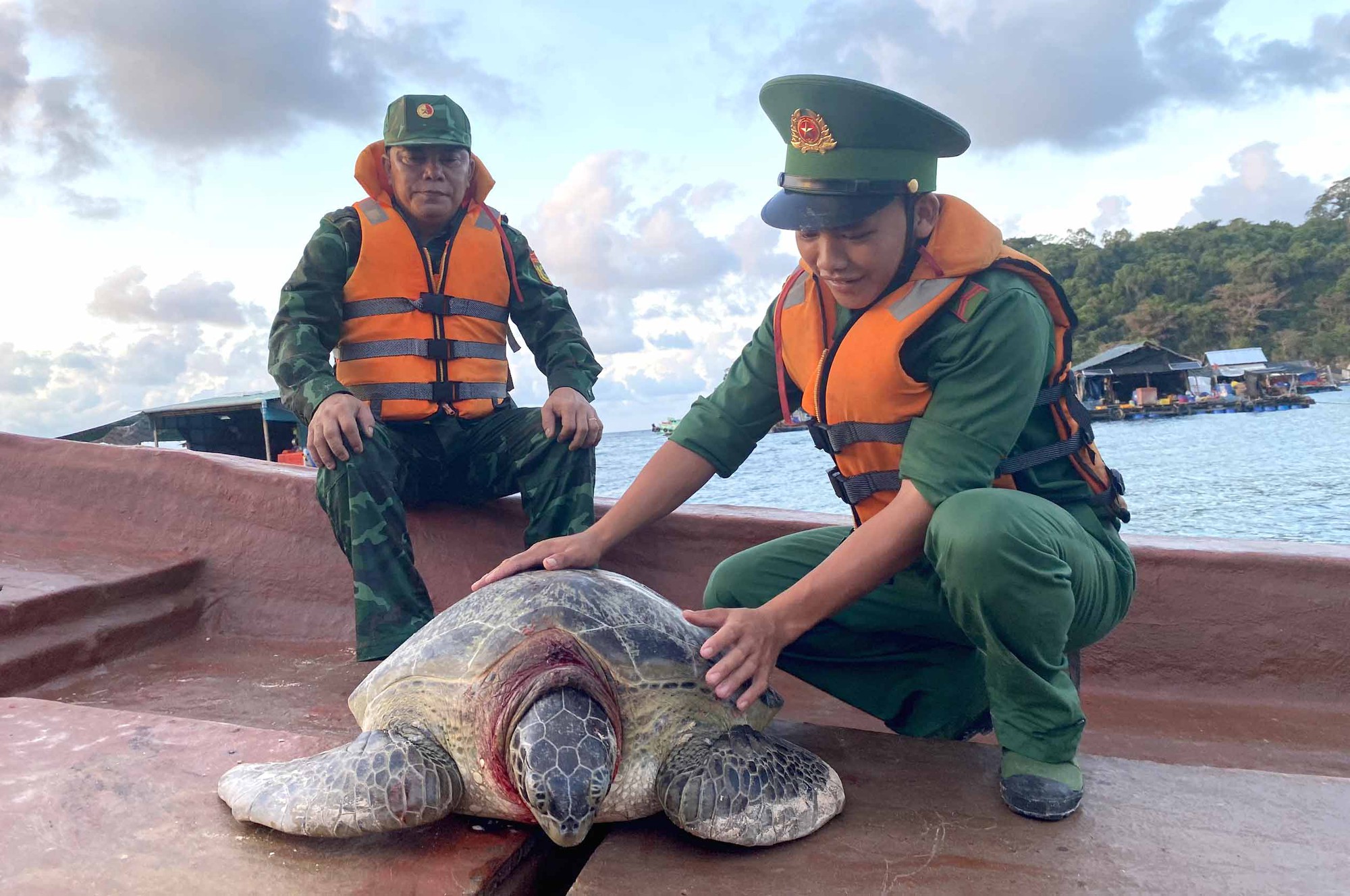 Kiên Giang: Thả nhiều cá thể rùa biển quý hiếm về đại dương - Ảnh 1.