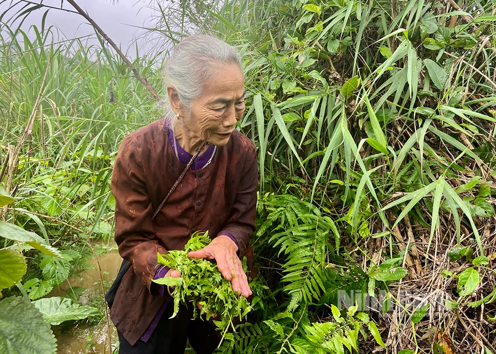 Ninh Bình: Loại rau dại xưa chả ai ngó ngàng tới nay thành đặc sản &quot;đại bổ&quot; được săn đón - Ảnh 1.