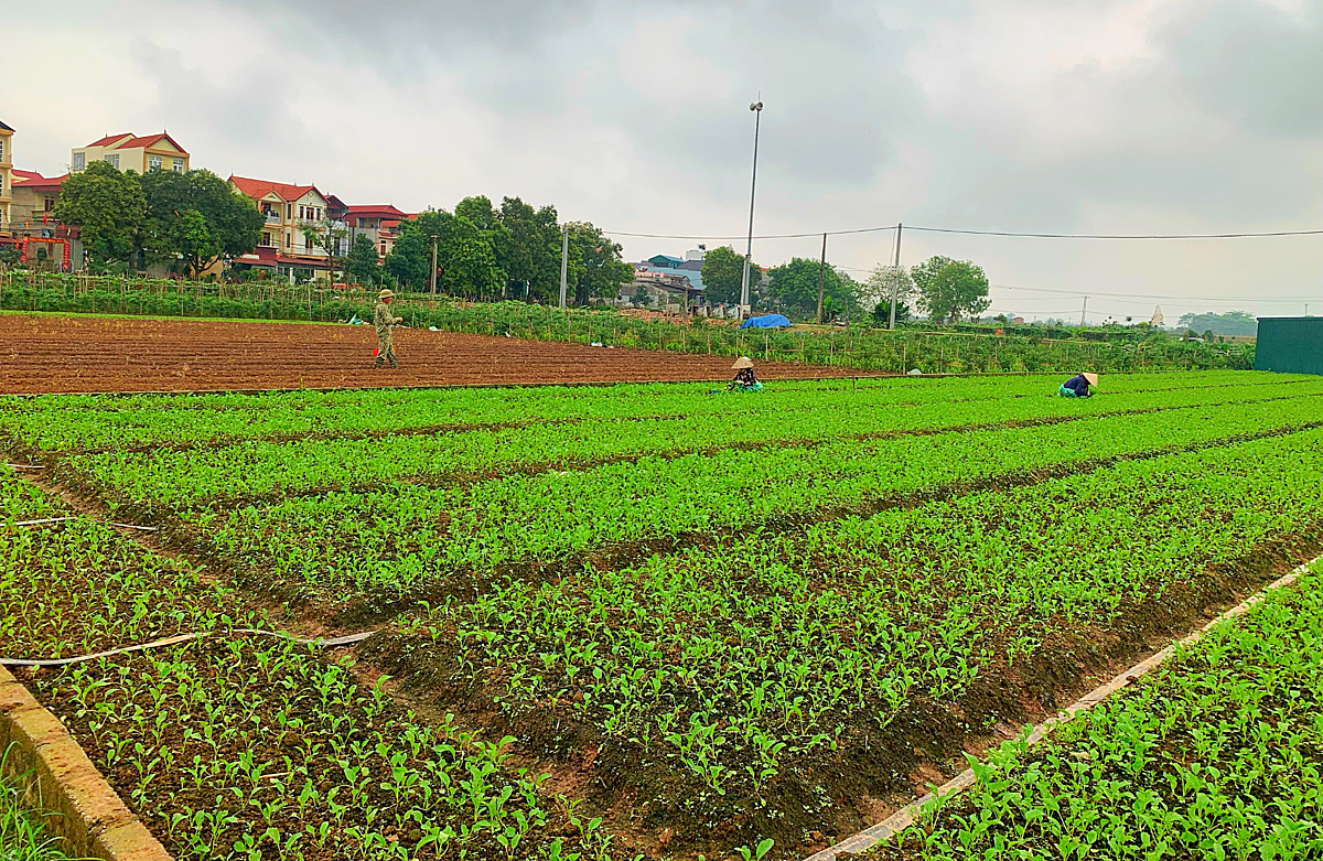 Một HTX ở Hà Nội trồng rau sạch doanh thu gần 4 tỷ/năm - Ảnh 1. Một HTX ở Hà Nội trồng rau sạch doanh thu gần 4 tỷ/năm - Ảnh 1.