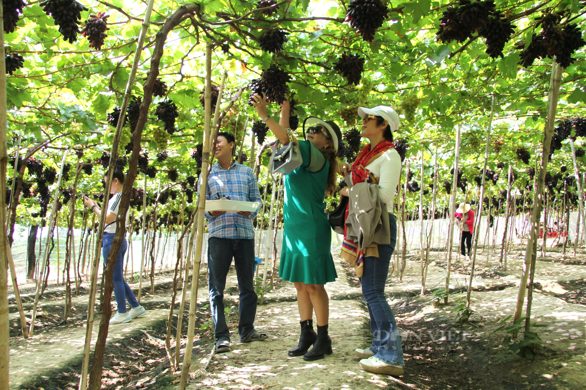 Nông dân Ninh Thuận đếm ngược chờ khai hội tôn vinh cây nho, háo hức thi giàn nho đẹp  - Ảnh 7.