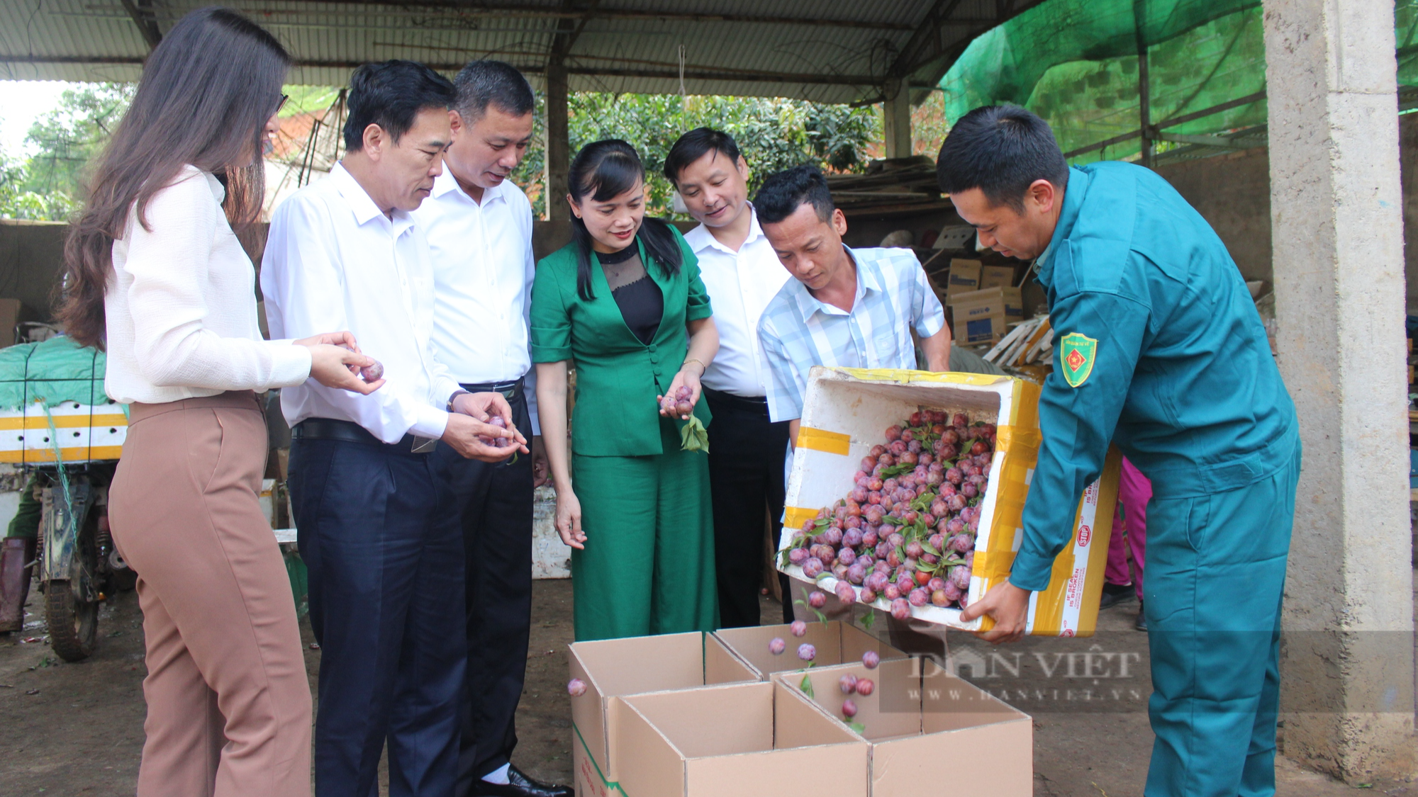 Đưa mận hậu Sơn La về Cảng hàng không Quốc tế Nội Bài - Ảnh 2.